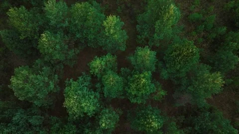 Top view of trees in forest. Drone fly up Stock Footage 312320969
