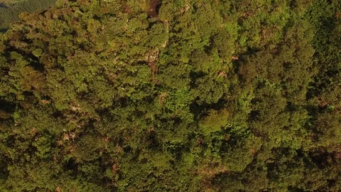 Top View of Trees in a Forest Stock Footage 76169342