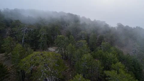 Top view of trees in the forest with mist in the morning. Winter in the Stockfoto's