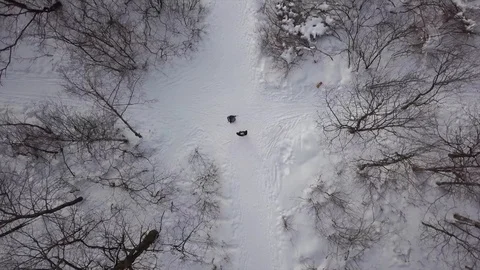 Top view of trees in a forest in winter Stock Footage 100332507