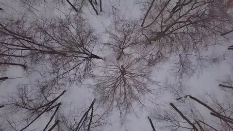 Top view of trees in a forest in winter Stock Footage 100332630