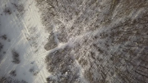 Top view of trees in a forest in winter Stock Footage 100332790