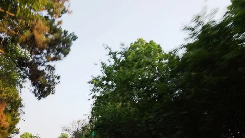 Top view of trees passing by on the mountain road Stock Footage 88362421