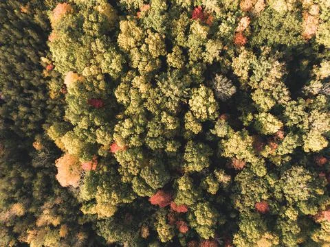 TOP VIEW OF TREES Stock Photos