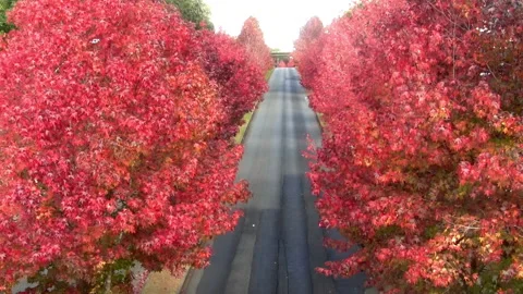 Top view of trees with reddish leaves, in a beautiful landscape. Stock Footage 201122120