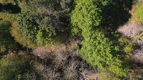 Top View Of Trees In Rural Forest Verona, Italy. Aerial Shot Stock Footage 246289276