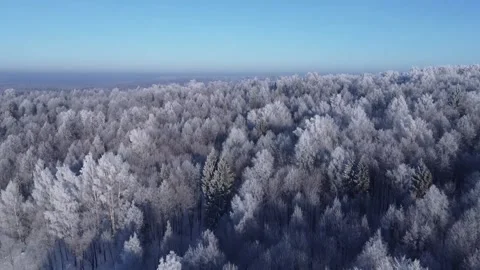 Top view of the trees in the snow and others. Stock Footage 145273220