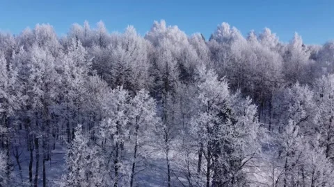 Top view of the trees in the snow and others. Stock Footage 145273283