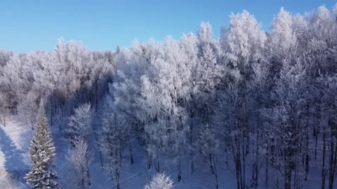 Top view of the trees in the snow and others. Stock Footage 145273290