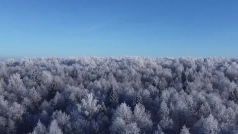 Top view of the trees in the snow and others. Stock Footage 145273302