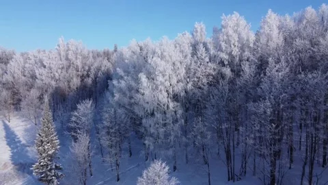 Top view of the trees in the snow and others. Stock Footage 145273317