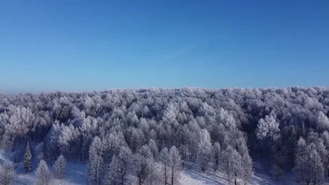 Top view of the trees in the snow and others. Stock Footage 145273321