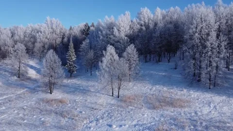 Top view of the trees in the snow and others. Stock Footage 145273323