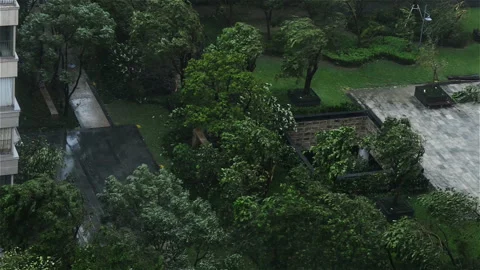 Top view trees in a strong typhoone Stock Footage 95068758