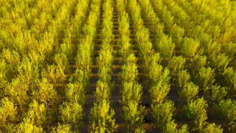 Top view of trees in a wood Stock Footage 161225212