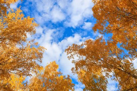 Top view of the treetops and clouds with the sky Stock Photos