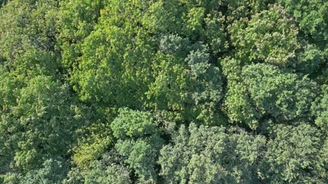 Top View Of Treetops In Dense Forest - drone shot Stock Footage 255387795