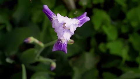 Top view of a triangular gently purple iris flower close-up Stock Footage 202600592