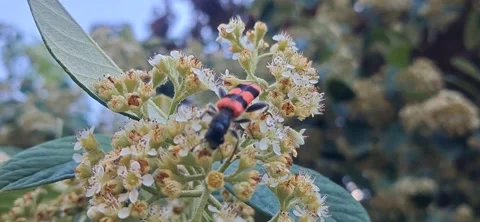 Top view of Trichodes beetle on flowers 動画素材 337774710