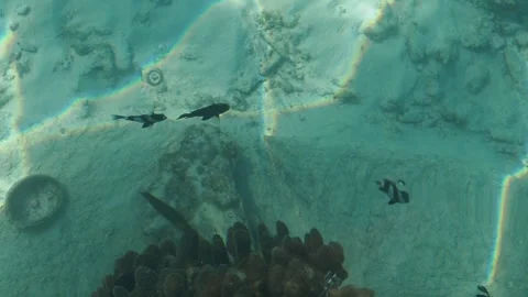Top View Of tropical fish In Crystal-Clear Water Of The Sea, 2024 Stock Footage 295032939