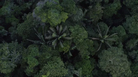 Top view of a tropical forest canopy in the Amazon of South America Stock Footage 143591835