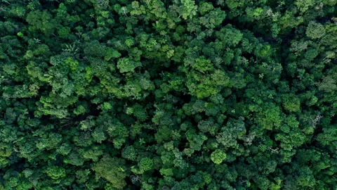 Top view of a tropical forest canopy showing the Amazon forest Stock Footage 196309758