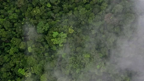 Top view of a tropical forest covered in fog - Nature background Stock Footage 196729504
