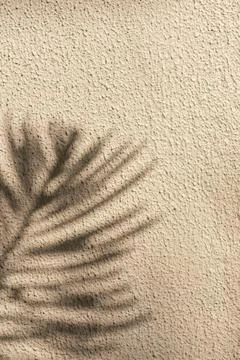 Top view of tropical leaf shadow on sand creme background. Flat lay. Minimal Foto stock