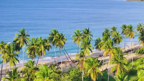 Top view of tropical sandy Limon beach with palm trees on Dominican island. Stock Footage 254147270