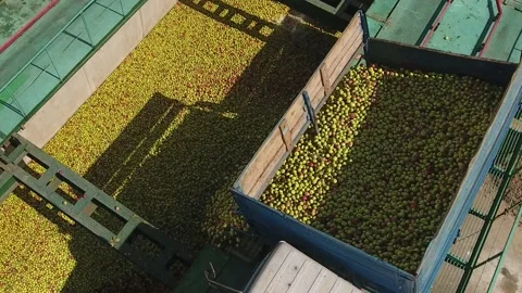 Top view trucks unload fresh apples just picked Stock Footage 194120717