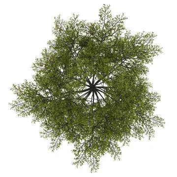 Top view of tulip tree isolated on white background Stock Illustration