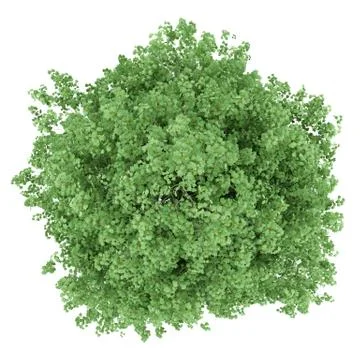 Top view of tulip tree isolated on white background. 3d illustration Stock Illustration