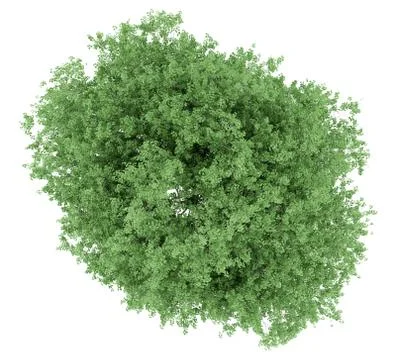 Top view of tulip tree isolated on white background. 3d illustration Stock Illustration