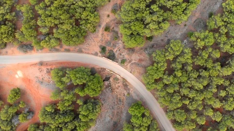 Top view of the turn of the road in a pine forest. Vidéo 95054854