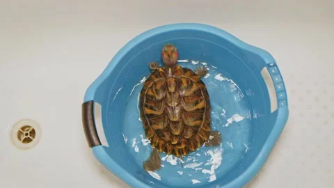 Top view of Turtle in a blue plastic bowl waiting for terrarium cleaning. Red Stock Footage 138108034
