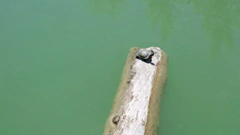 Top view of a turtle on a log in the lake Stock Footage 256238975