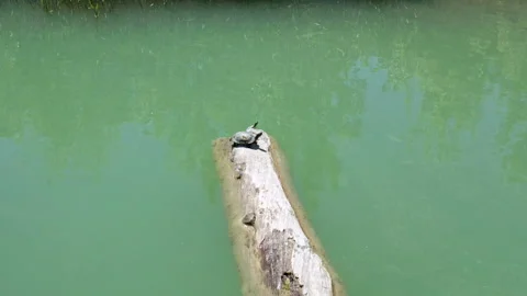 Top view of a turtle on a log in the lake Stock Footage 257233969