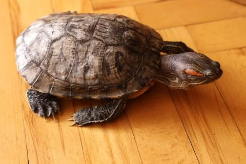 Top view: the turtle moves across a wooden floor. Distinct shell and paw impr Stock Photos