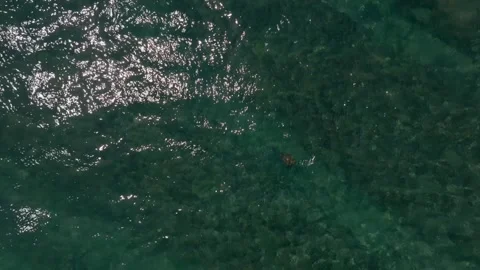 Top View of turtle in the open ocean dives under water, Indonesia, Bali Stock Footage 253501284