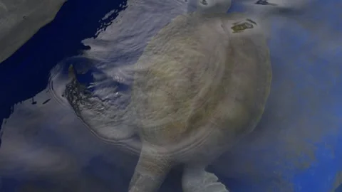 Top view of a turtle swimming in a blue aquarium Stock Footage 319205643