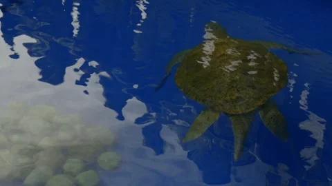 Top view of a turtle swimming calmly in an aquarium, animal reserve Stock Footage 319206426