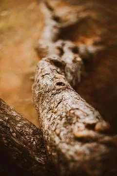 Top view of the twisted thick roots of an old pine tree covered with bark. Th Stock Photos