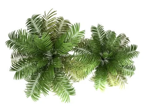 Top view of two areca palm trees isolated on white background Illustrazione stock