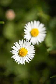 Top view on two daisies which grow in a lawn Stock Photos