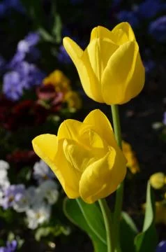 Top view of two delicate vivid yellow tulips in a garden in a sunny spring day Stock Photos