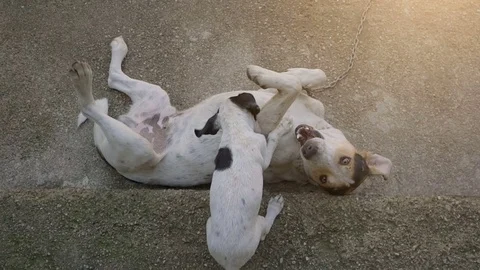 Top view of two dogs playing together Stock Footage 80840719