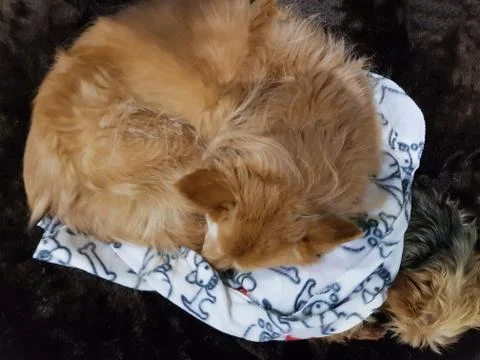 Top view of two dogs sleeping in the same bed Stock Photos