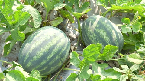 Top View Of Two Elongated Watermelons Growing On Farm Stock Footage 333370703