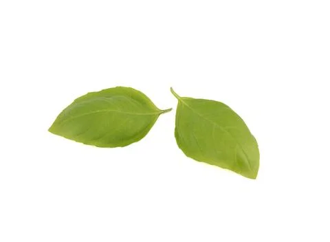 Top view of two green basil leaves on a white background. Foto stock
