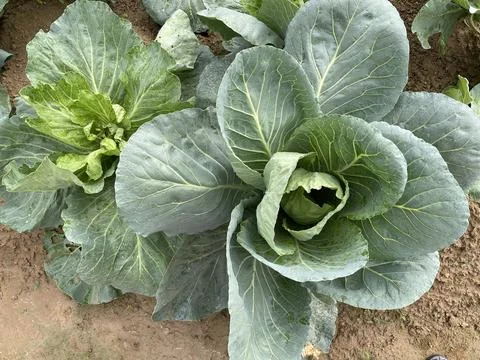 Top View Of Two Green Cabbage Plants In Organic Soil Stock Photos